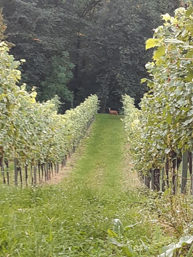 Ferienhaus Urschitz Eichberg Eksteriør bilde